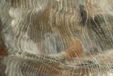 Petrified Wood Slice - Tom Miner Basin, Montana #104837-1